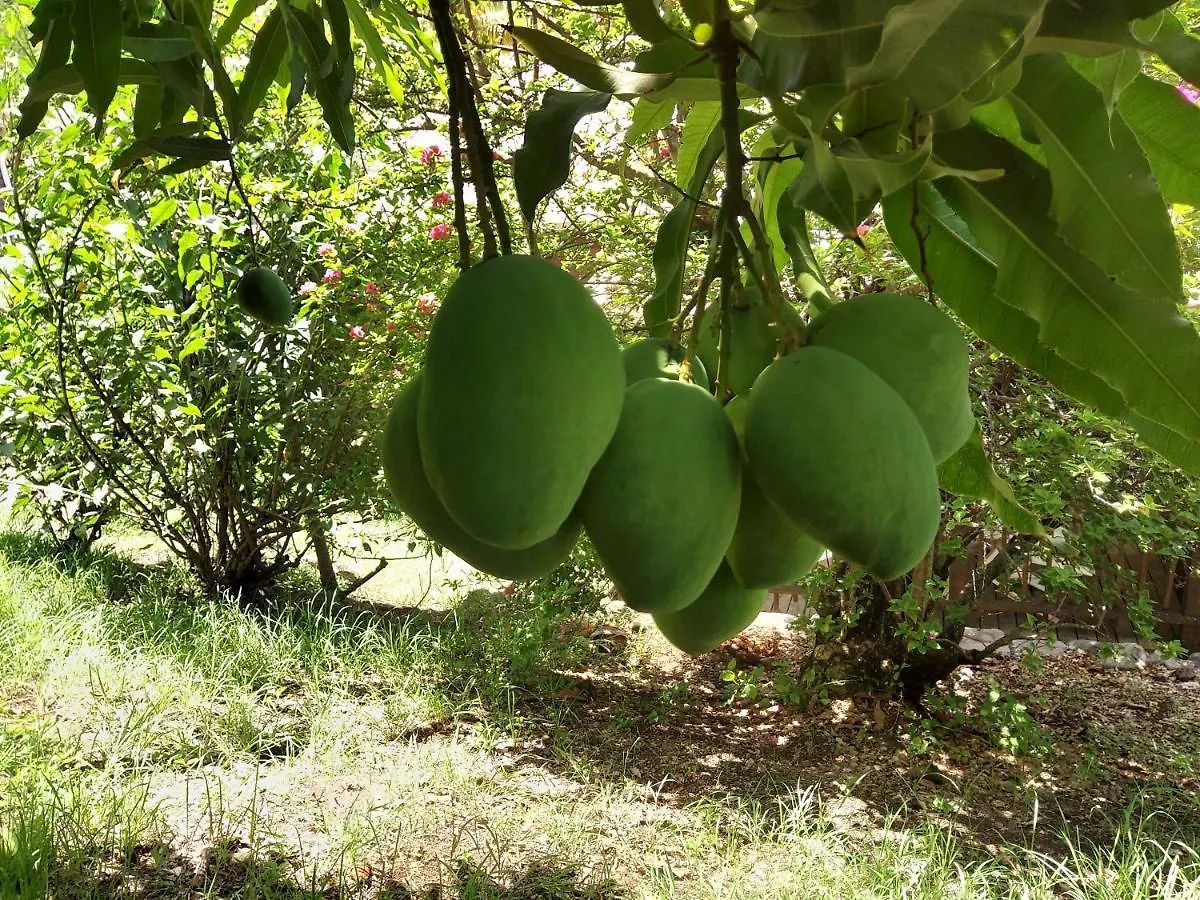 Les Gites Du Domaine De Petite-Anse Bouillante