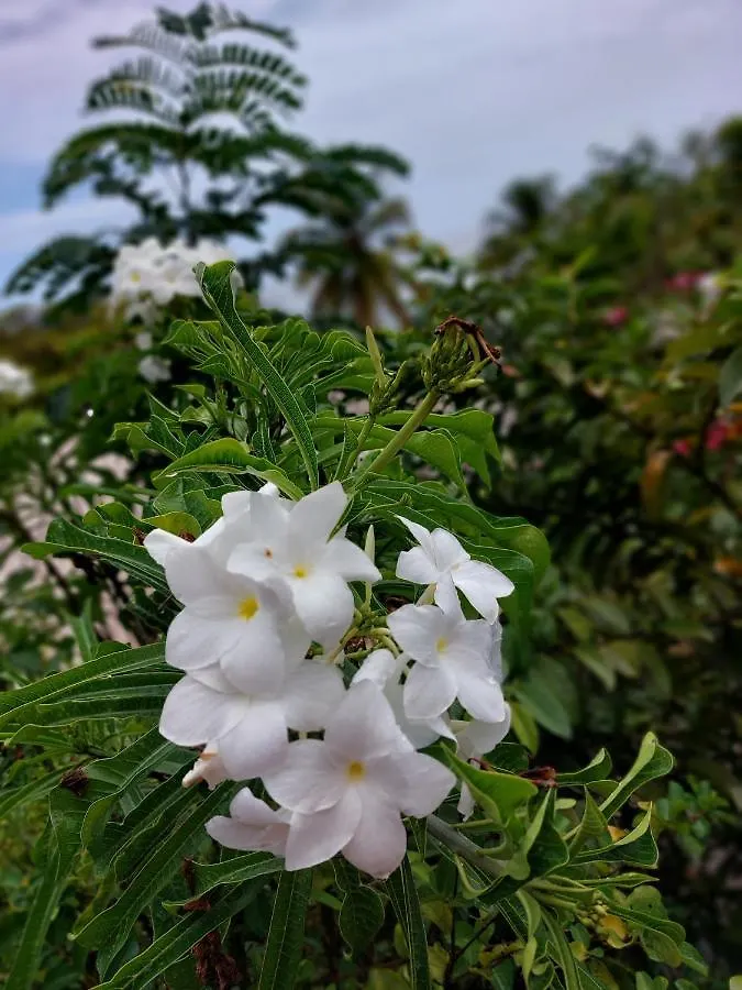 Les Gites Du Domaine De Petite-Anse Bouillante Holiday home
